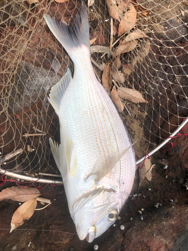 ヘダイの釣果