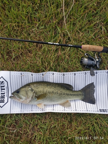 ブラックバスの釣果