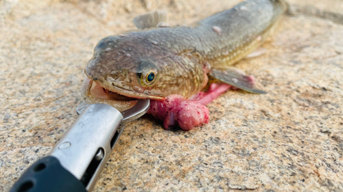 エソの釣果