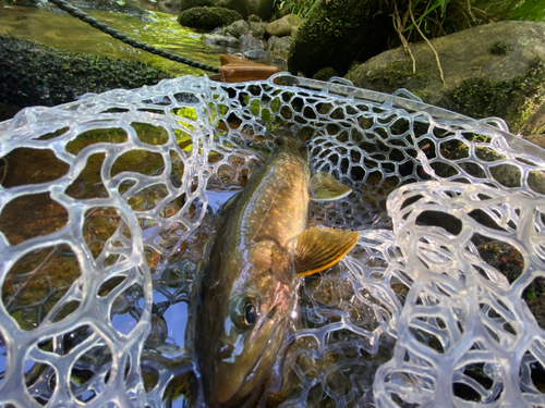 イワナの釣果