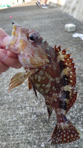 カサゴの釣果