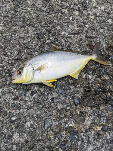 ショゴの釣果