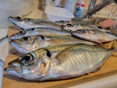 アジの釣果