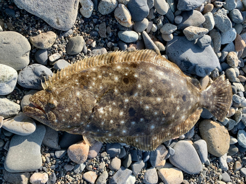 ヒラメの釣果