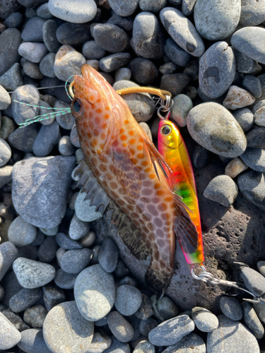 オオモンハタの釣果