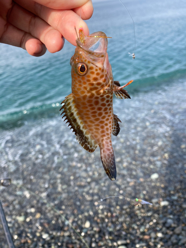 オオモンハタの釣果