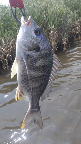 キビレの釣果