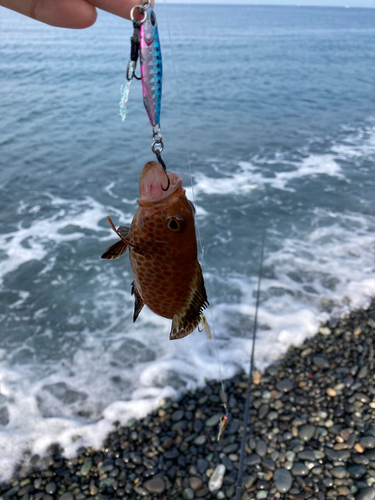 オオモンハタの釣果