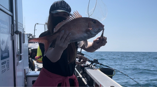 マダイの釣果