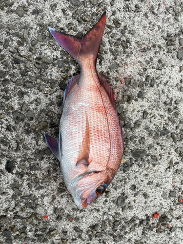 タイの釣果