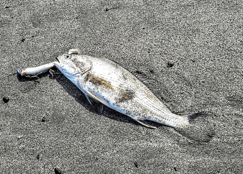 イシモチの釣果