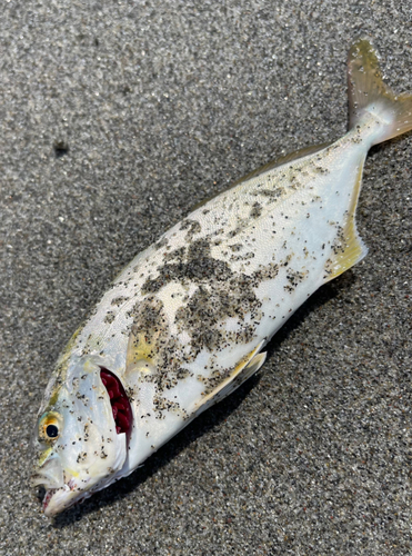 ショゴの釣果