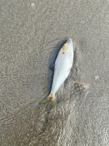 コノシロの釣果