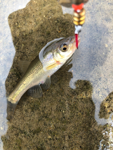 アブラハヤの釣果