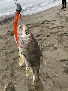 イシモチの釣果