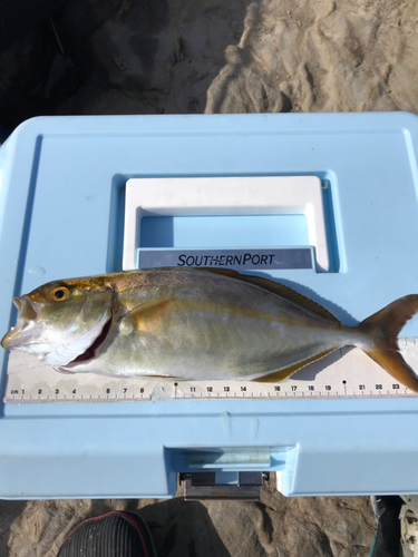 ショゴの釣果