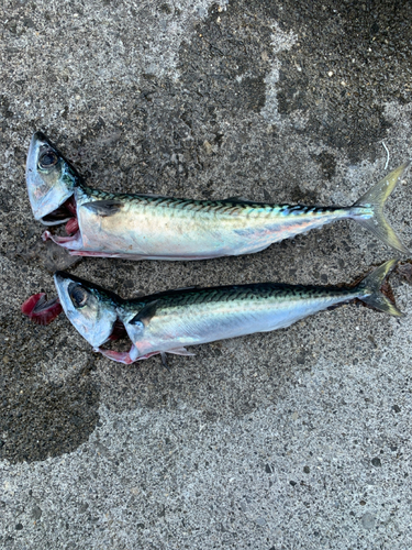 サバの釣果