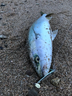 ハマチの釣果