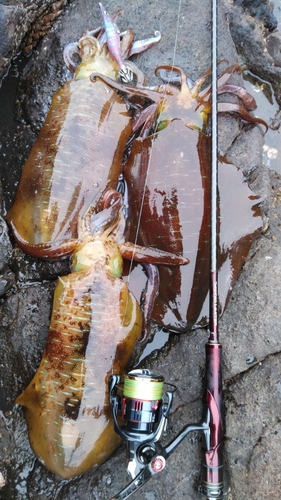 アオリイカの釣果