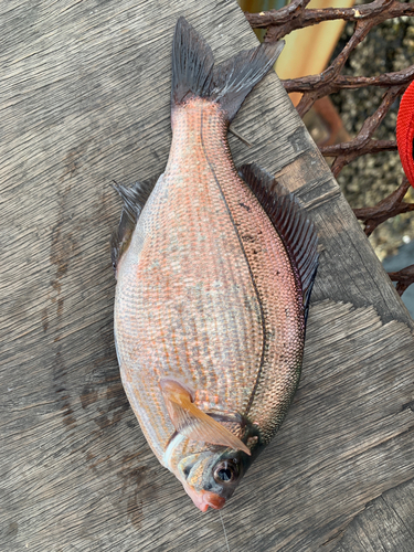 ウミタナゴの釣果