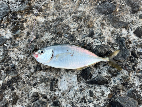 シマアジの釣果