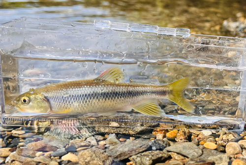 カワムツの釣果