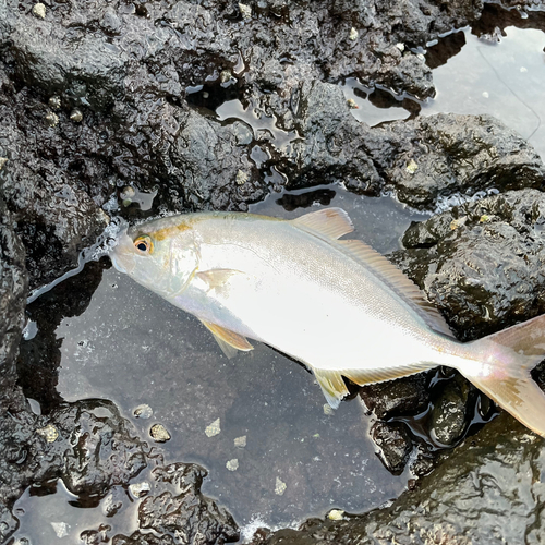 ショゴの釣果