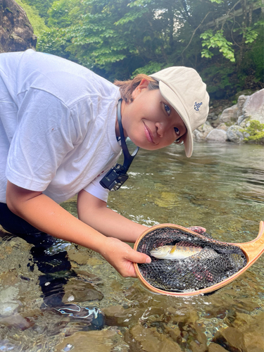 アマゴの釣果