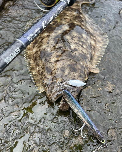 ヒラメの釣果