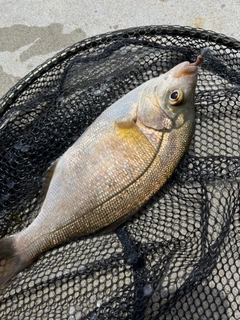 タナゴの釣果