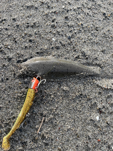 シタビラメの釣果