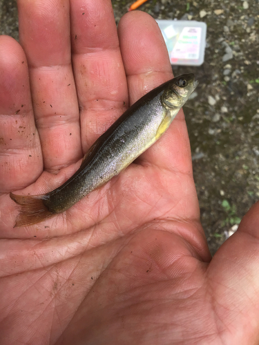 アブラハヤの釣果