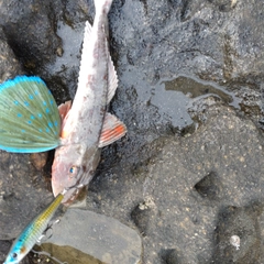 ホウボウの釣果