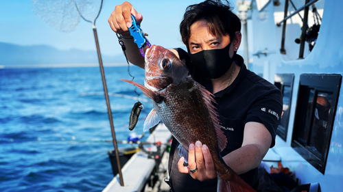 マダイの釣果