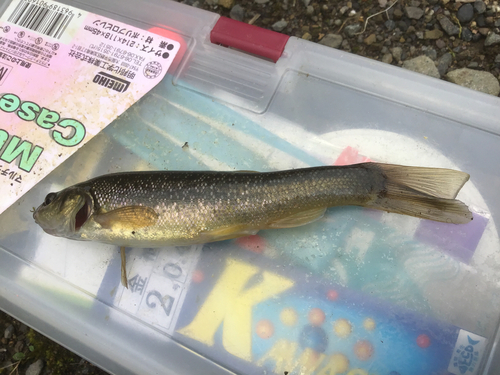 アブラハヤの釣果