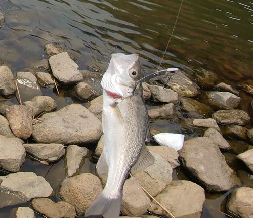 スズキの釣果