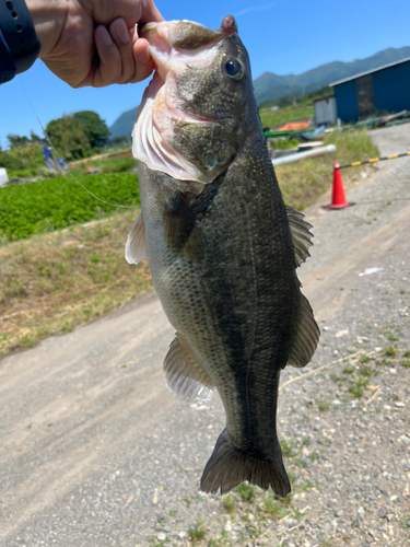 ラージマウスバスの釣果