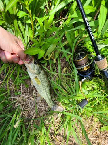 ラージマウスバスの釣果