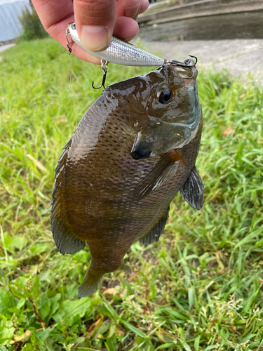 ブルーギルの釣果