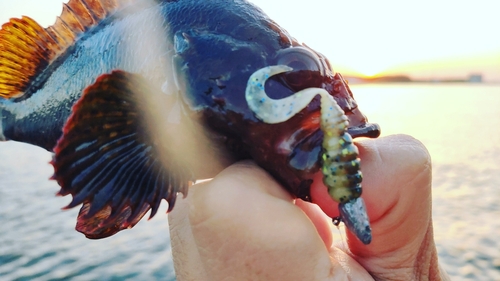 ムラソイの釣果