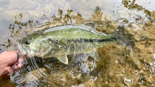 ブラックバスの釣果