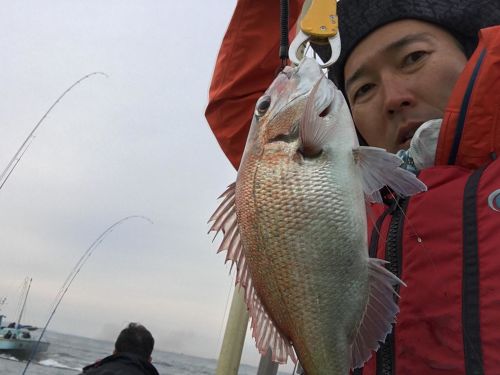 マダイの釣果