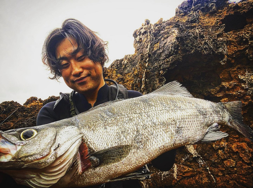 ヒラスズキの釣果