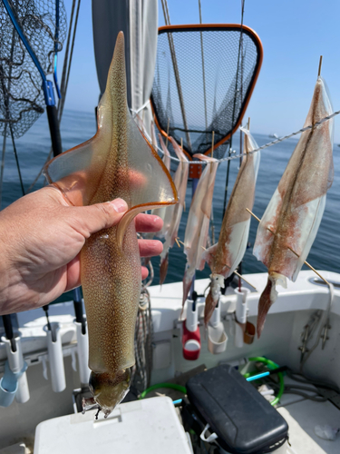 ヤリイカの釣果