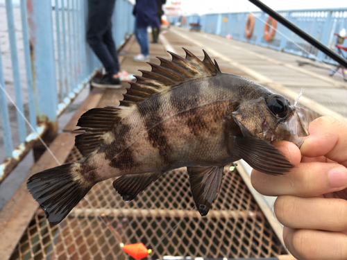 メバルの釣果