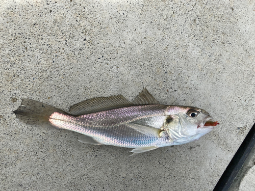 イシモチの釣果