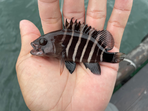 マハタモドキの釣果