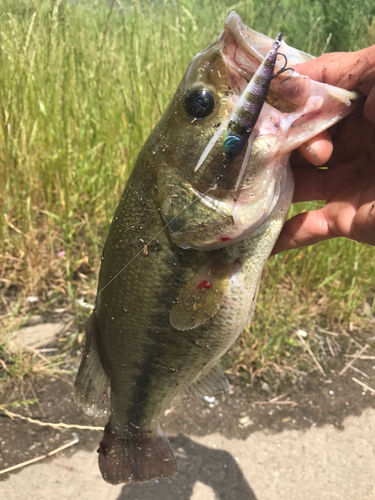 ラージマウスバスの釣果