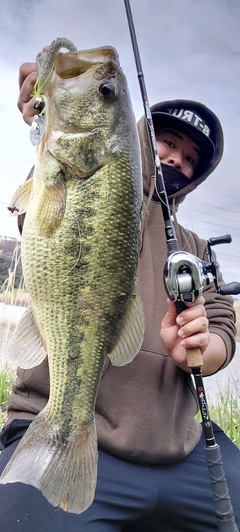 ブラックバスの釣果