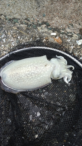 シリヤケイカの釣果